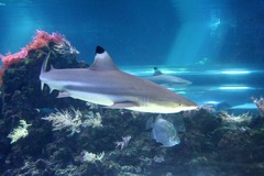 Killikus&reg; Fotographie